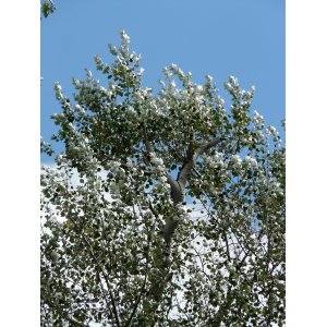 Topoľ biely (Populus alba) ´NIVEA´ - výška 100-120 cm, kont. C3L